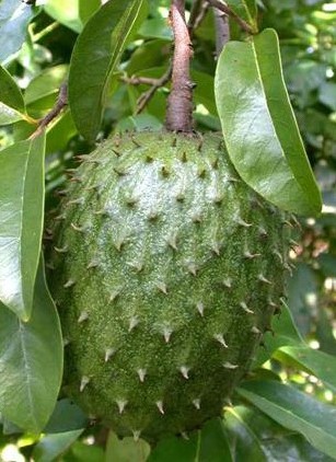 Soursop (Piece)