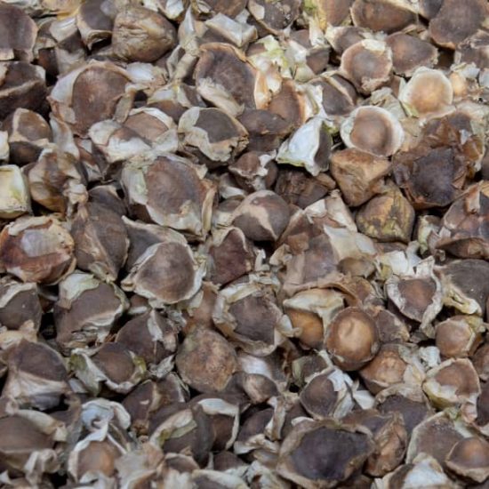 Moringa Oleifra Seeds (500g)